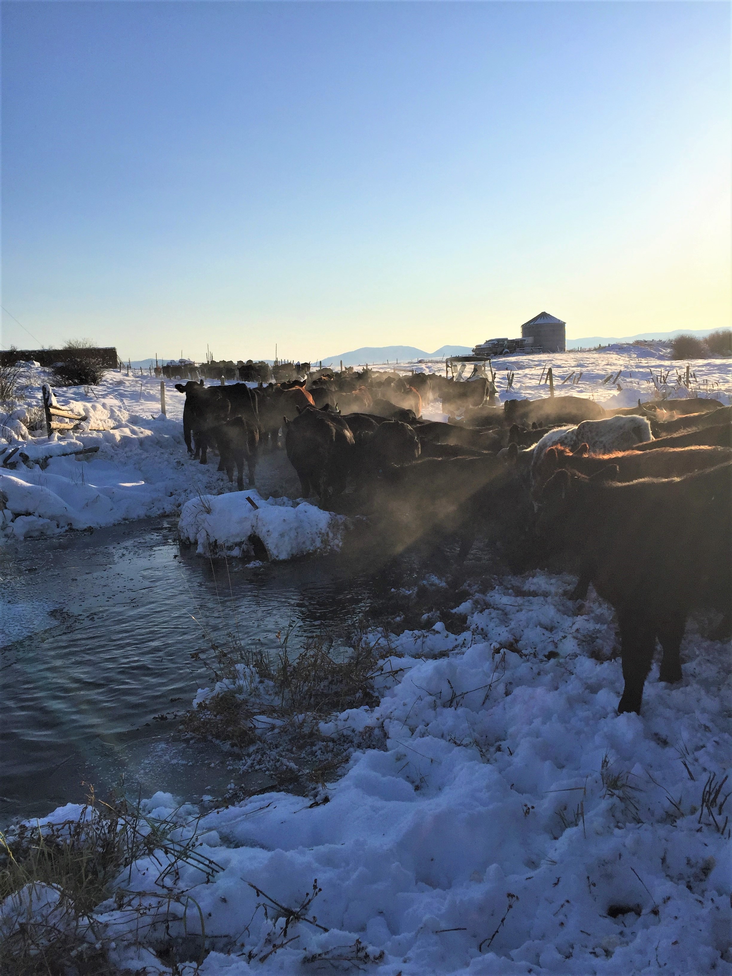 Cattle on a cold day in Granite County